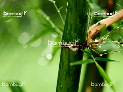 Bambu Nedir?