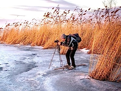 Saz Kamışı Nedir?
